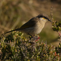 Singing Honeyeater